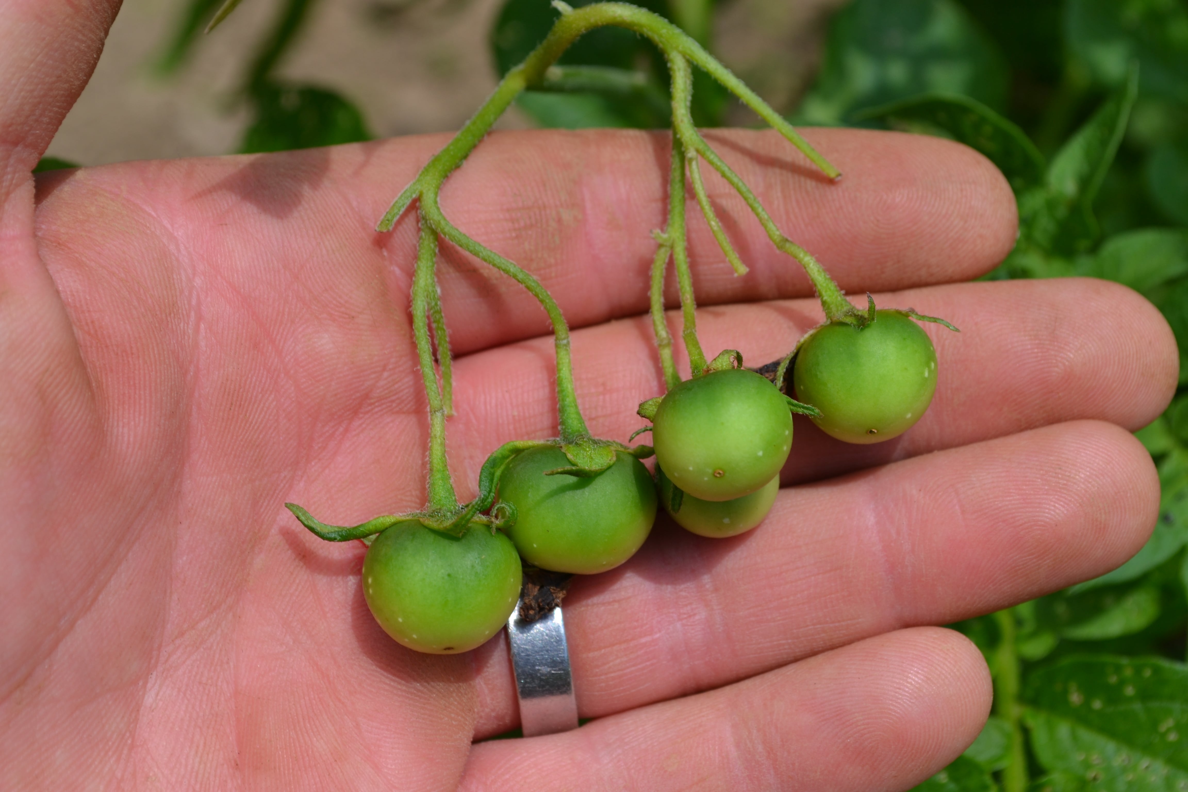 What Is The Name Of Potato In Pashto