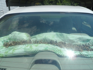 Ms. Carolyn drying beans the old fashion way!