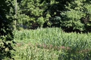 1000305_10200478072259674_2103146734_n