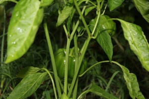 1003026_10200478057179297_1180694627_n