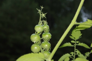 1003866_10200478066059519_1200605085_n