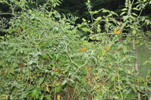 1010886_10200478111660659_1059453913_n