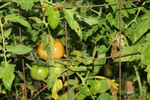 1016797_10200478080179872_1943917312_n