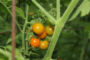 995161_10200478067219548_715423287_n