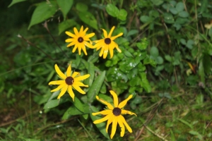 996536_10200478047339051_208148099_n