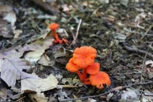 999408_10200478051899165_176922749_n