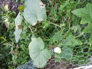 .Cuke vines after too much rain