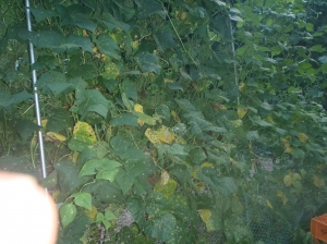 Pole beans are yellowing and showing much Japanese beetle damage