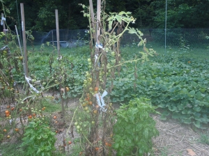 Tomatoes are looking blighted