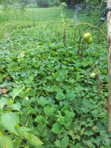 The sweet potatoes still look healthy