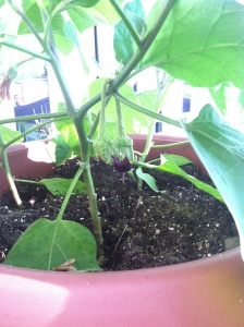 eggplant