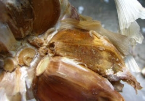 onion maggot and gross rot residue and general grossness. 