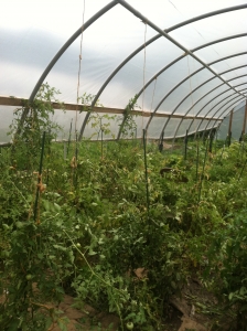 Hanging tomato plants!