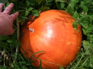such a bright, smooth pumpkin!