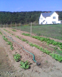 fall greens planted 4 wks ago taken this morning