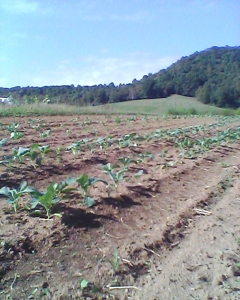 cole crops this morning