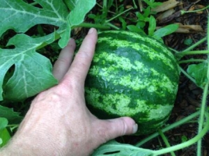 BSCTC watermelon