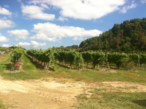 Mountain Rose Vineyard on previously mined land.