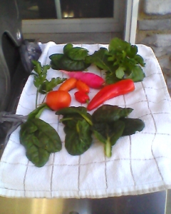 Salad fixin's