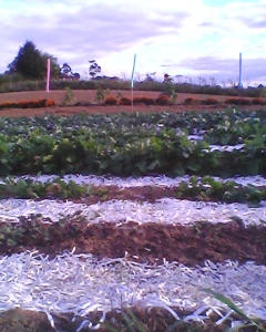Greens and Coles today