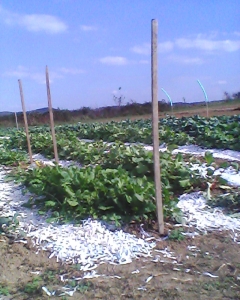 Greens and Coles 10/27/13