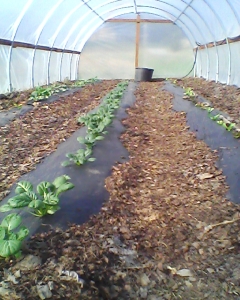 High Tunnel 10/27/13