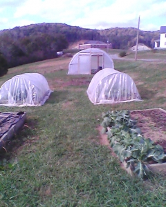 Low tunnels 10/27/13