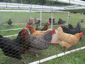 2012. Chickens living happily in Grow Appalachia built chicken tractors.