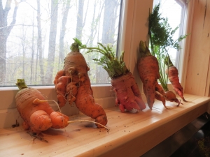 Children and adults alike were amazed by the many-appendaged carrots from the High Rocks garden