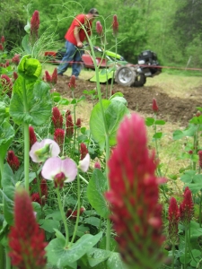 2011. Tilling under cover crops in bloom. 
