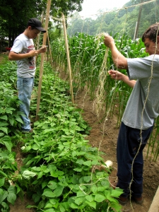 2010. Teenage boys working in the garden together!