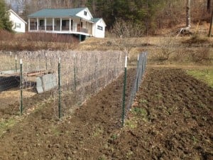 The tilling I did for the bush and sugar snap peas!