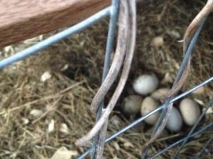 My Chinese Geese have began laying!!!!