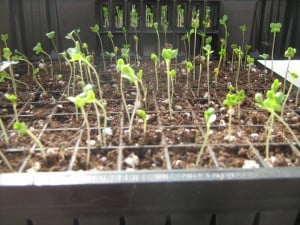 Cabbage germinating--we look forward to setting these into the ground.