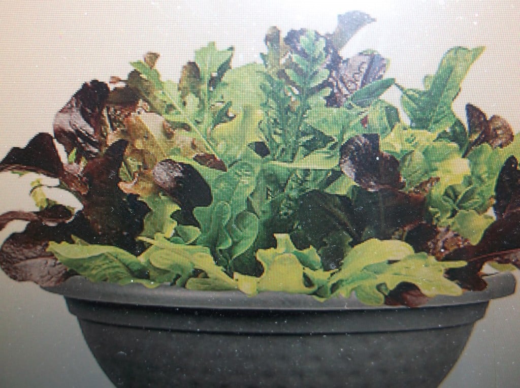 Salad Bowl Garden