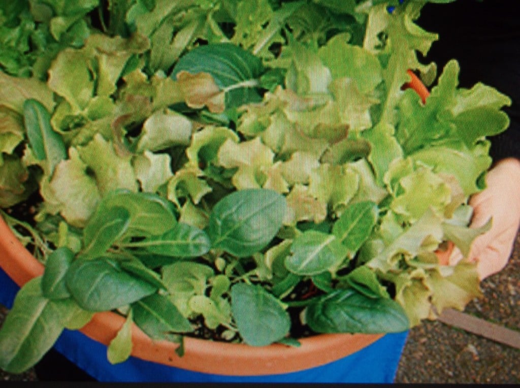 Salad Bowl Garden being delivered to elderly lady in the neighborhood.
