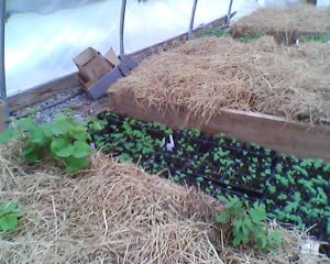 Sweet Potato beds and baby herbs