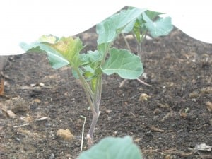 Broccoli under cover