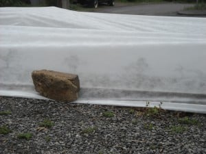 Little Brassicas hoping for the best; remay