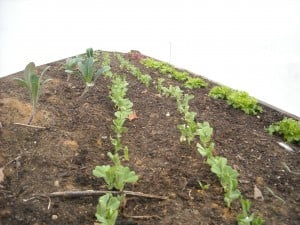 Preparing for April Freeze - lettuce and peas under cover