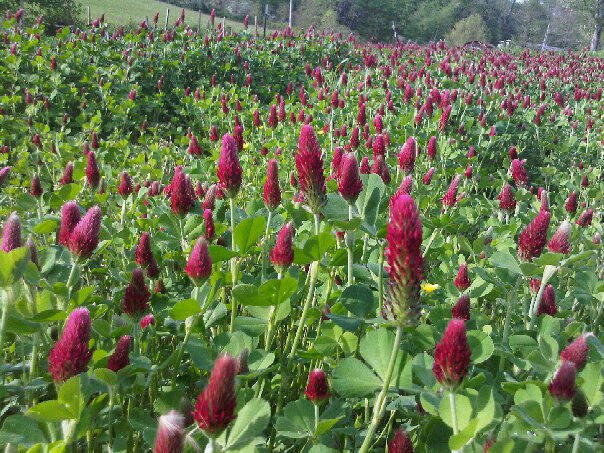 crimson clover ~ Grow Appalachia