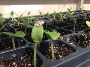 Cucumbers and squash are peeking up through the growth medium.