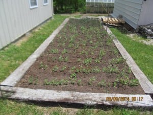 Project Worth Outreach raised bed. Tomatoes and green onions.