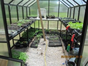Garden plants for GA gardeners inside PWO Greenhouse # 1