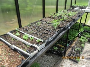 Garden plants for GA gardeners inside PWO Greenhouse #2
