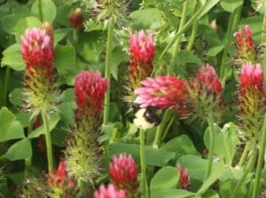 Beautiful shot of the bee enjoying the red clover!