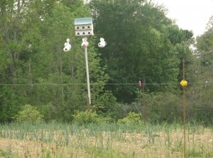 another sot of a very productive garden. And I just love the martin boxes that attract the pest controlling little friends.