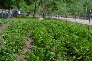 RBM GA member garden
