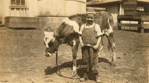 Albert Stewart and calf