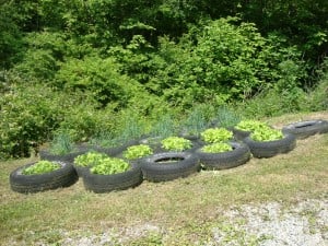 More enginuity! Lettuce growing in tires.